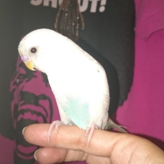手乗りインコ4月産まれ