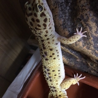 ヒョウモントカゲモドキ