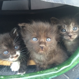 かわいい黒猫 6月1日うまれ