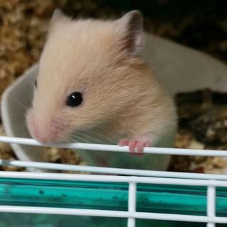 キンクマ（ゴールデンハムスター）　5月27日生まれ