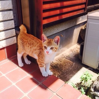 愛嬌のある子猫♡