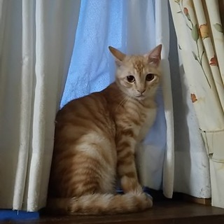 とてもハンサム猫、猫好き家族に…