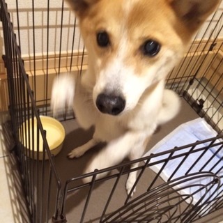 緊急に里親さん募集してます。