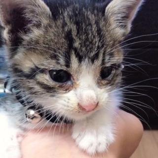 子猫里親募集