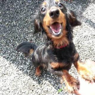 里親さま急募です！