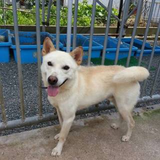 里親さま急募！