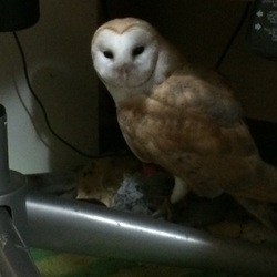 ひゃー
