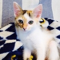 【生後約2か月】三毛猫（♀）白（♂）ブチ（♂）