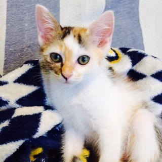 【生後約2か月】三毛猫（♀）白（♂）ブチ（♂）