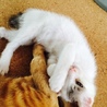 【生後約2か月】三毛猫（♀）白（♂）ブチ（♂） サムネイル3