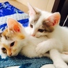 【生後約2か月】三毛猫（♀）白（♂）ブチ（♂） サムネイル7