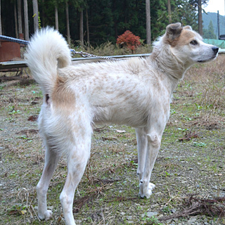 無駄吠えなし！賢い！中～大型犬オス里親募集