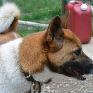 穏やかな美犬、中～大型犬里親募集