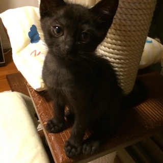 目がキュートなイケメン黒猫君です