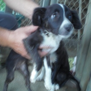 子犬ちゃんの里親様を募集