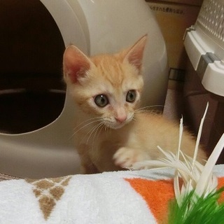 命のリレーで助かった　チャトラの「風」くん