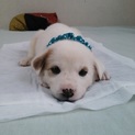 白い子犬１