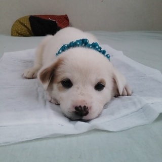 白い子犬１