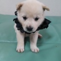 白い子犬5