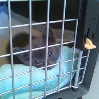 可愛い♪ロシアンブルー風？？子猫 ２ヶ月