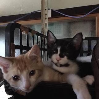 ◆薄茶のマンちゃん＆白黒ガンちゃん◆