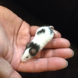 パンダマウス　2015.06.01産まれ　♂２匹