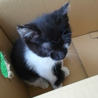 超急募(再募集)