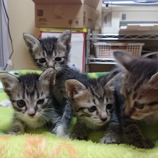 ☆子猫を４匹保護しています☆