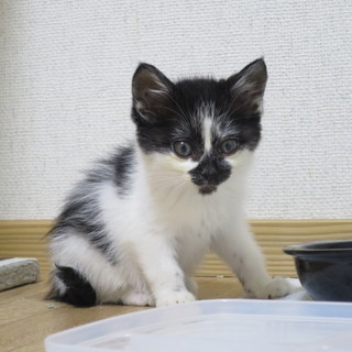 長毛?かもしれない子猫です