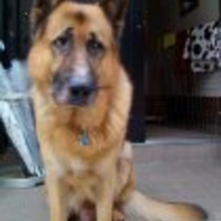 里親様決まりました。ありがとうございました。