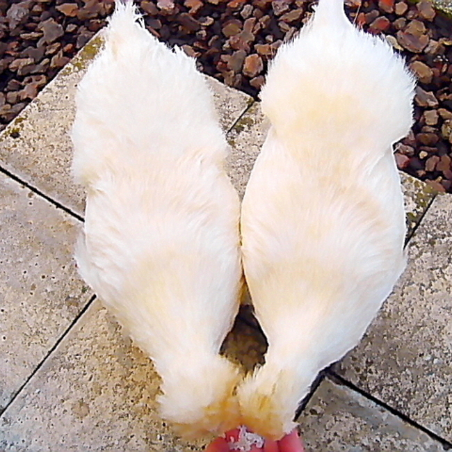 にこたまのカバー写真