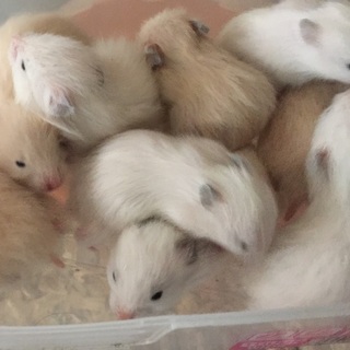 長毛ハムスター＊【ホワイト♂1匹】