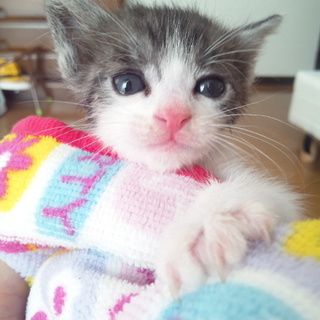 ネコのきょうだい①