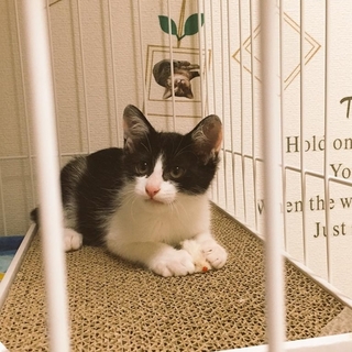 殺処分を免れた子猫たち！運の強い子猫の飼主さん募集