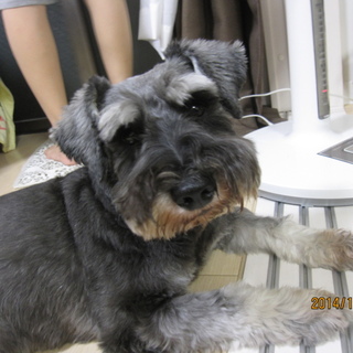 元気で人懐っこいです。しつけ済みです。