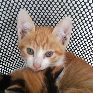 元気な茶白の男の子です