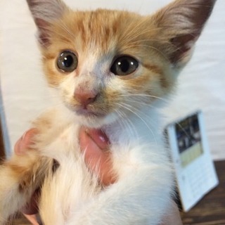 お耳の大きな白茶の子猫