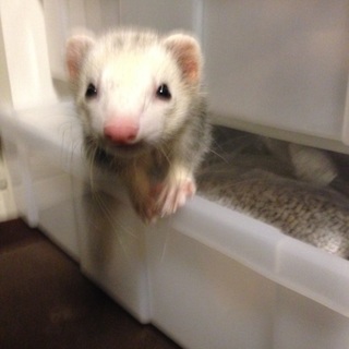 とっても大人しい良い子です。