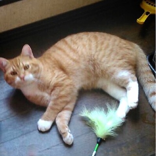 元気いっぱい立ち耳スコティッシュ☆