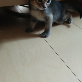 里親募集します