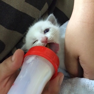 生後20～30日のラグドール系白　男の子