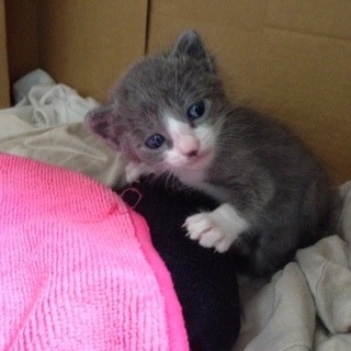 生後20～30日のグレーはちわれ　男の子