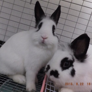 再募集です！！一時募集停止