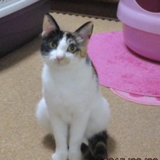 ビビットカラーで和猫三毛の♥紬（つむぎ）ちゃん