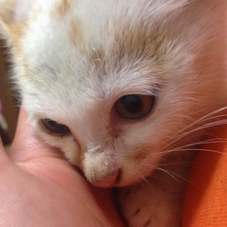 交渉中のため募集停止中です。