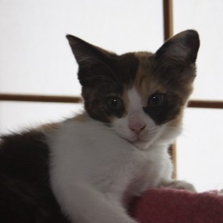 おてんば三毛猫ちゃん