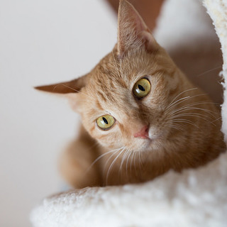 おとなしくて懐こい茶トラの女の子　　ちゃこちゃん