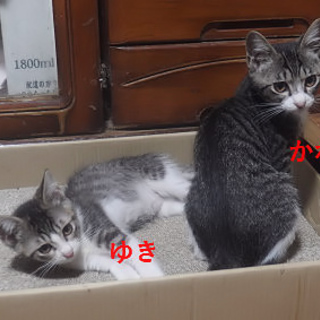 体は小さいですが元気いっぱい、仲良し姉妹