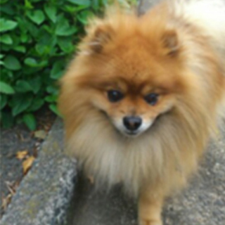 人懐っこく人気者です