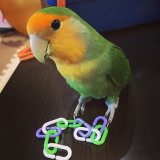 【交渉中です】コザクラインコの里親を募集します。